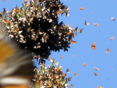 Monarch Life Span