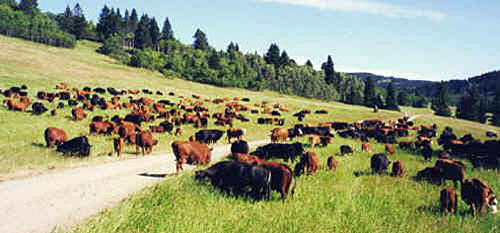 Round up in the Porcupine Hills