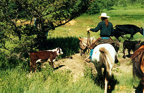 Cattle Drive