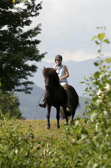Icelandic horses on trail