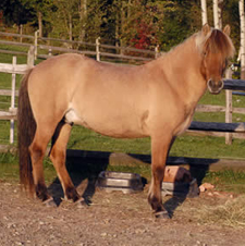 Icelandic Horse