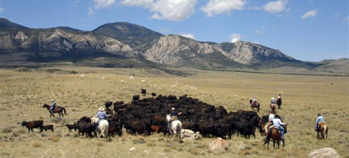 Cattle ROund up in Montana