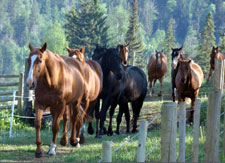 Thompson-Nicola Guest Ranch