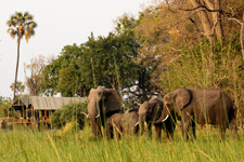 Okavango Big Five Safari