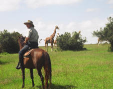 Olea Africana Safari