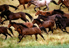 Wild Mustangs - A Living Legacy