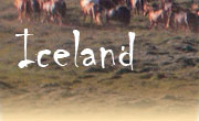 Horseback riding vacations in Iceland, Iceland Shorts