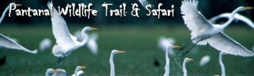 Pantanal - Wildlife Safari