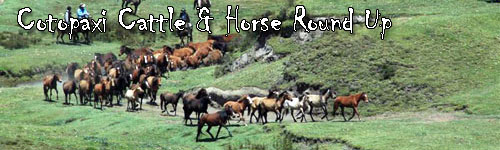 Cotopaxi Cattle Round Up in Ecuador