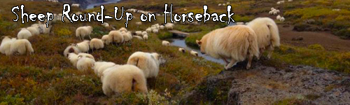 Sheep Round-Up on Horseback