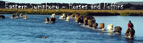 Eastern Symphony - Horses and Puffins
