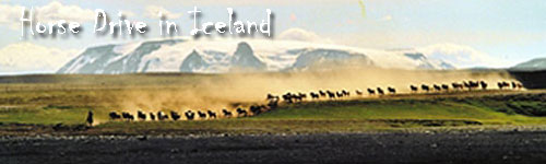 Horse Drive in Iceland