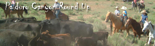Panhandle Cattle Round Up