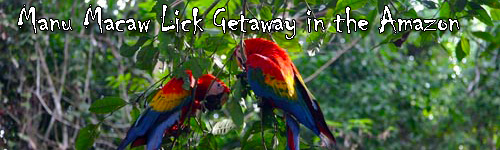 Manu Macaw Lick Getaway in the Amazon