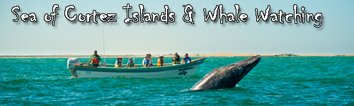 Sea of Cortez Islands & Whale Watching