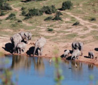 Elephants at Lake