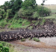 wildebeest migration