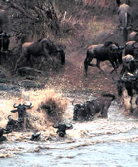 Wildebeest migration