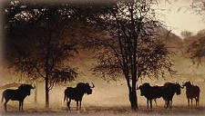 Sambulenni Horse Safari
