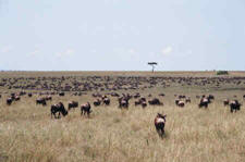 Migration Riding Safari