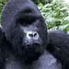 A Silverback Gorilla