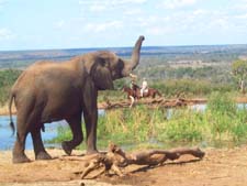Zambezi Luxury Horse, Canoe & Elephant Safari