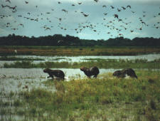 Pantanal - Wildlife Safari