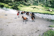 Cotopaxi Horse Round Up in Ecuador