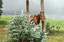 Peruvian Paso Horse in the Sacred Valley of the Incas