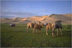 Gobi Steppe Ride