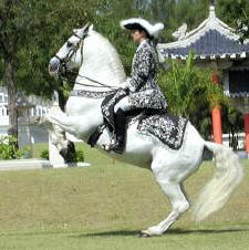 Pattaya Equestrian Retreat
