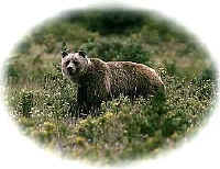 Grizzly Bear