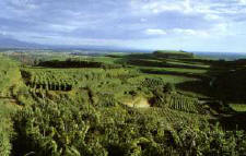 Rebenlandschaft