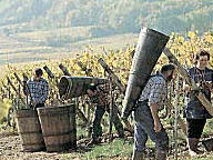 Les vignerons d'Alsace
