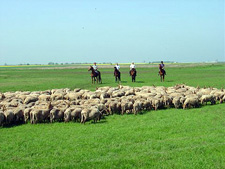Great Plains Puszta Ride - Hortobagy