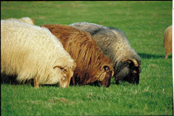 Sheep Round-Up on Horseback