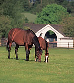 Irish National Stud