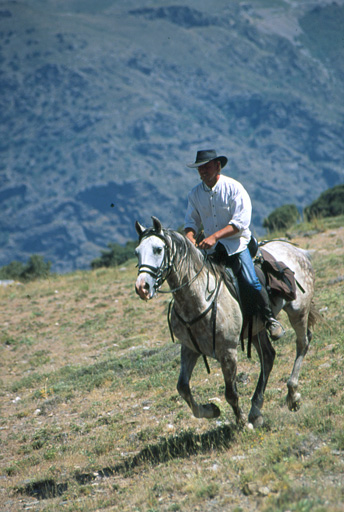 galloping on Fresco.jpg (98899 bytes)