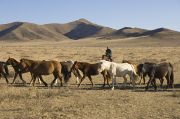 Mongolian horses - The Grasslands Of Mongolia.