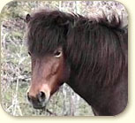icelandic horses, Icelandic Horses, Icelandic horse, sale, Vernon, Iceland, Icelandic Ponies, Canada, BC