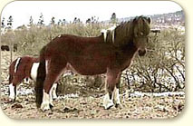 icelandic horses, Icelandic Horses, Icelandic horse, sale, Vernon, Iceland, Icelandic Ponies, Canada, BC