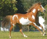 American Quarter Horse horses