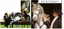 Lusitano Stallions in Portugal