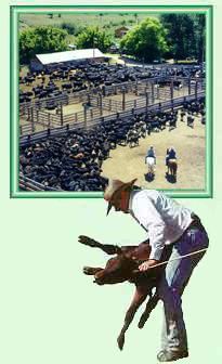 Hip Tillett of TX Ranch in Montana/Wyoming