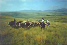 Porcupine Hills Working Ranch and Round Ups