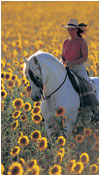 On Andalusians in Spain