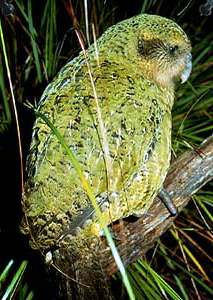 A Kakapo, yesterday
