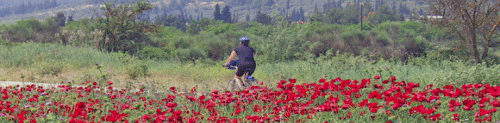 Classic Adventures Bicycle Tours - The Island of Crete Bike Tours