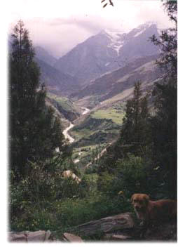 Panorama with dog