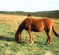 Ponies on the Quantock Hills